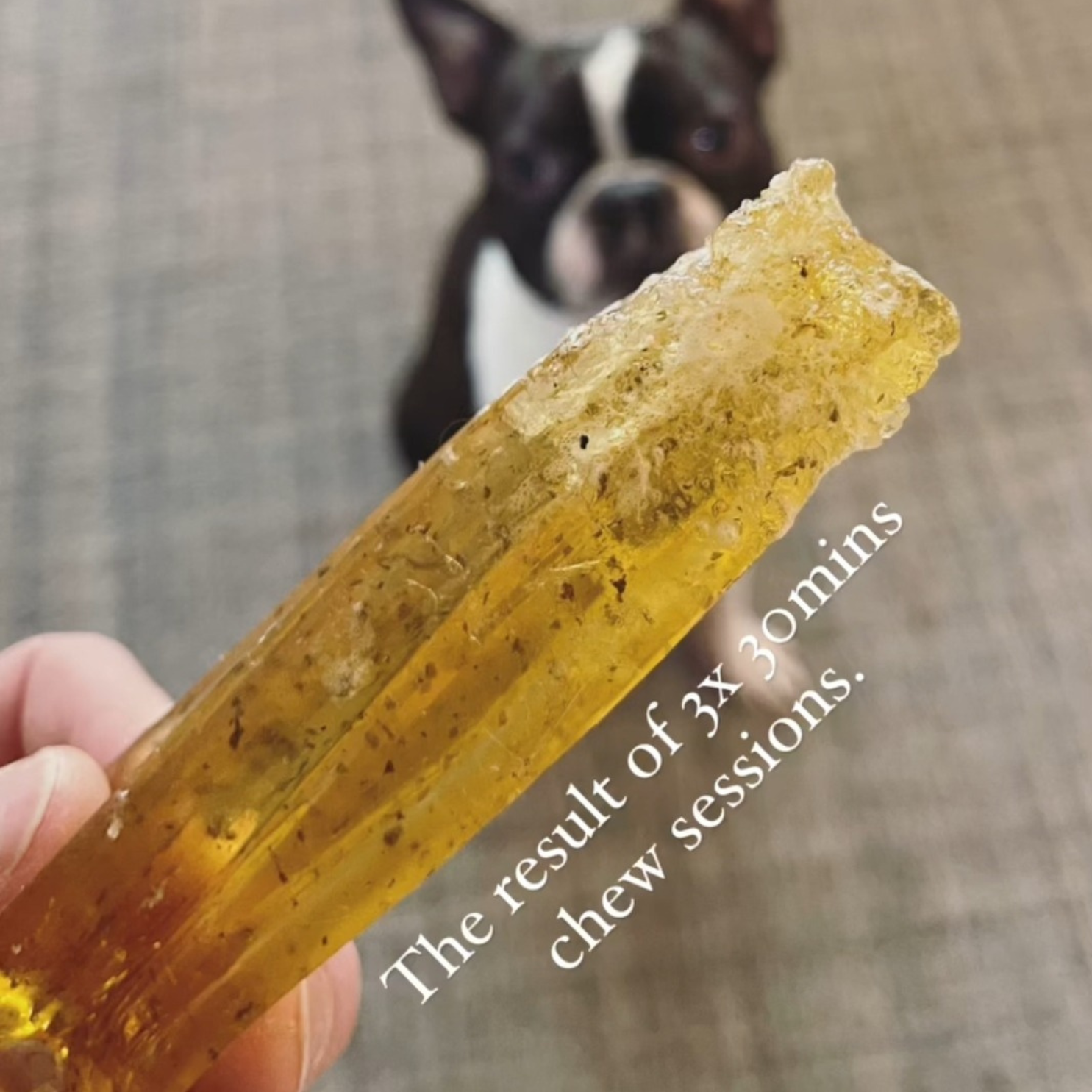 Wag & Bright Supply Co. - Vente Os à mâcher – chien - Mighty Marrows Collagen Dental Chew - Bœuf Spiruline - SM/LG26