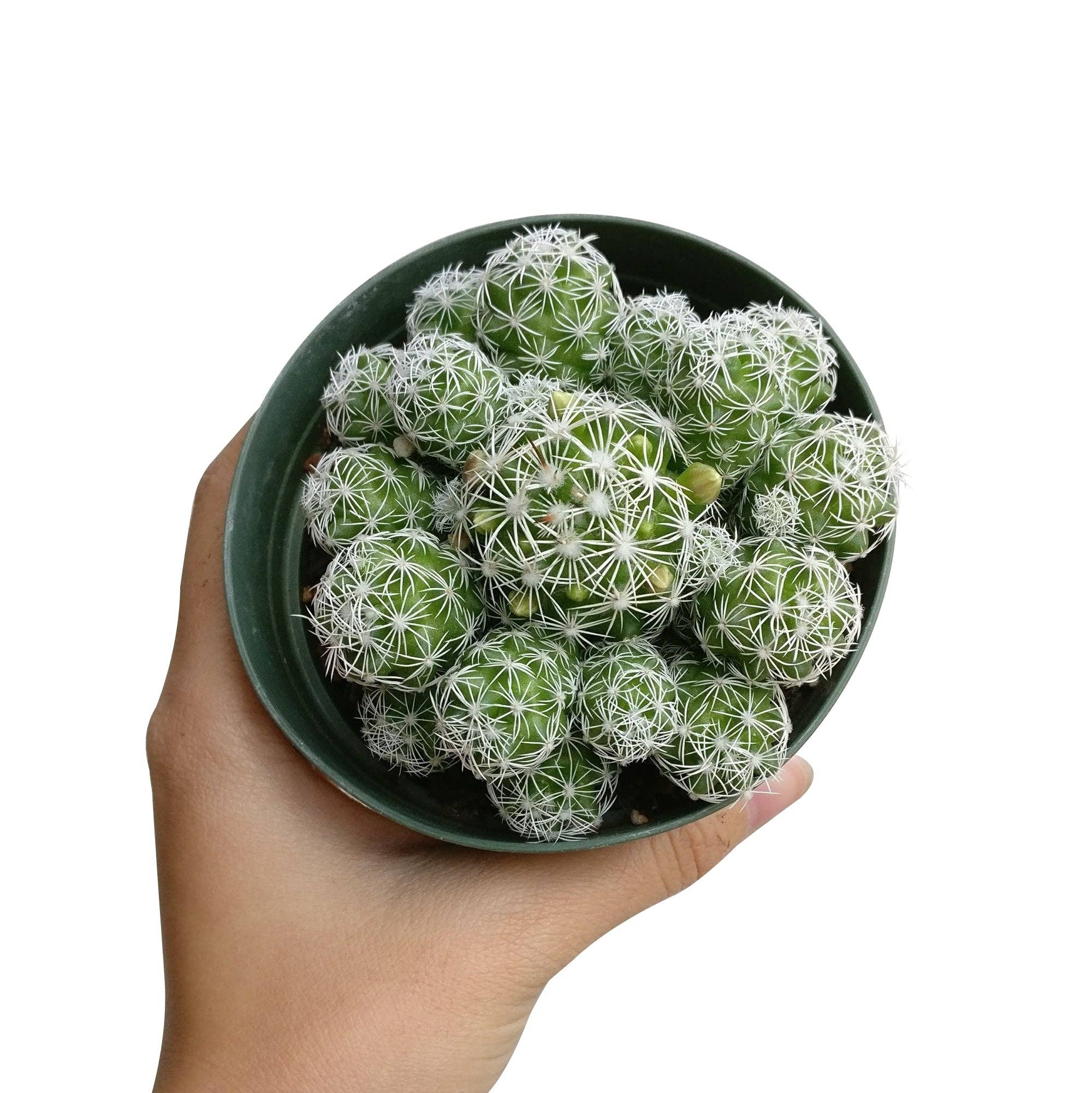 Best Plant Friend - Vente Plante - Thimble Mammillaria Cactus - Cactus vivant en pot de 2/4"6