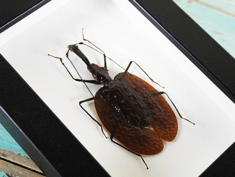 Newman Art Designs – wholesale Dimensionell/3D-väggkonst – Violinbagge i en ram1