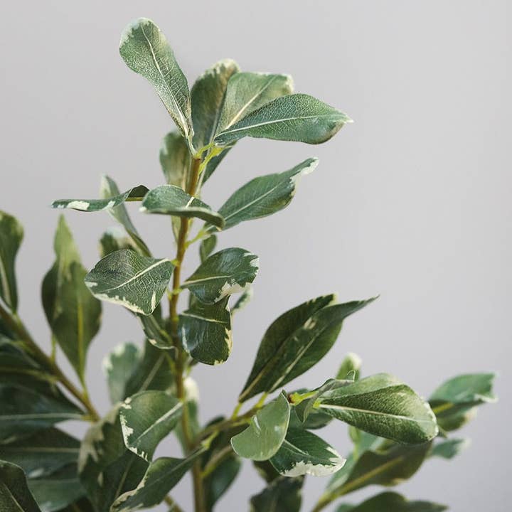 Prestige Botanicals - Wholesale Artificial Plant - Artificial Pittosporum Leaves 30"