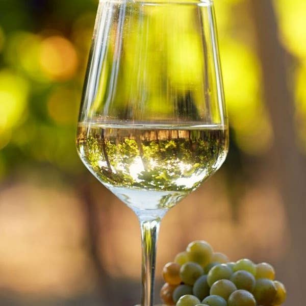 Cibi & Sapori - Vendita all'ingrosso Vino bianco - Adènzia Sicilian white wine1