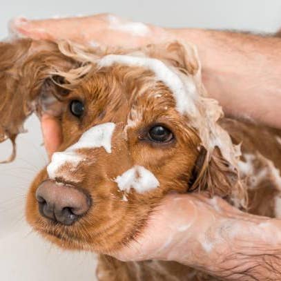 Aqueos – wholesale Djurschampo - Hund – Aqueos anti-bakteriell, anti-virala & anti-kliar hund schampo 5L1