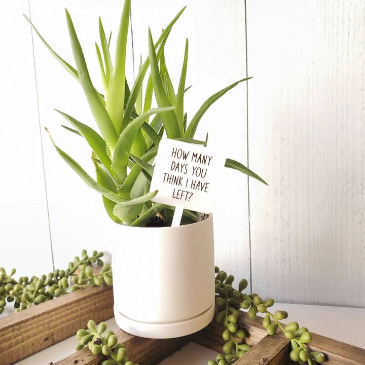 Snarky Plant Marker Stake - How Many Days ... for wholesale by Mad River