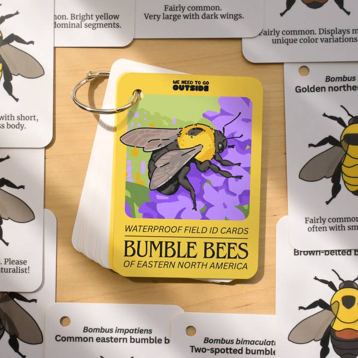 Bumble Bees of Eastern USA Field Guide Cards for wholesale by weneedtogooutside