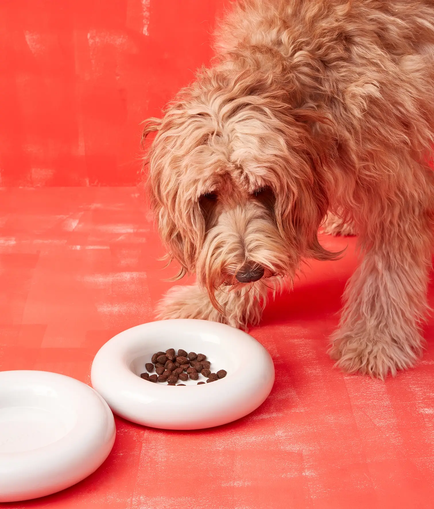 HotDog Pets - Wholesale Pet Bowl - Cat/Dog - White ceramic dog feeder5