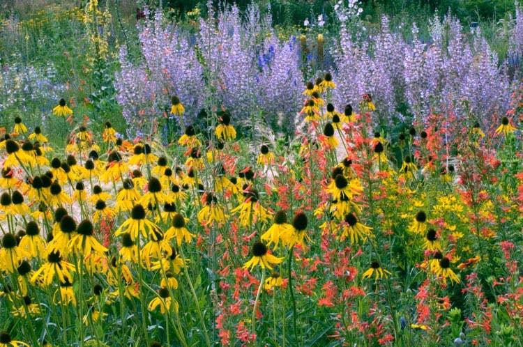 GardenPerspective - Vendita all'ingrosso Piante vive - 5 Echinacea gialla Echinacea Paradoxa a radice nuda perenne4