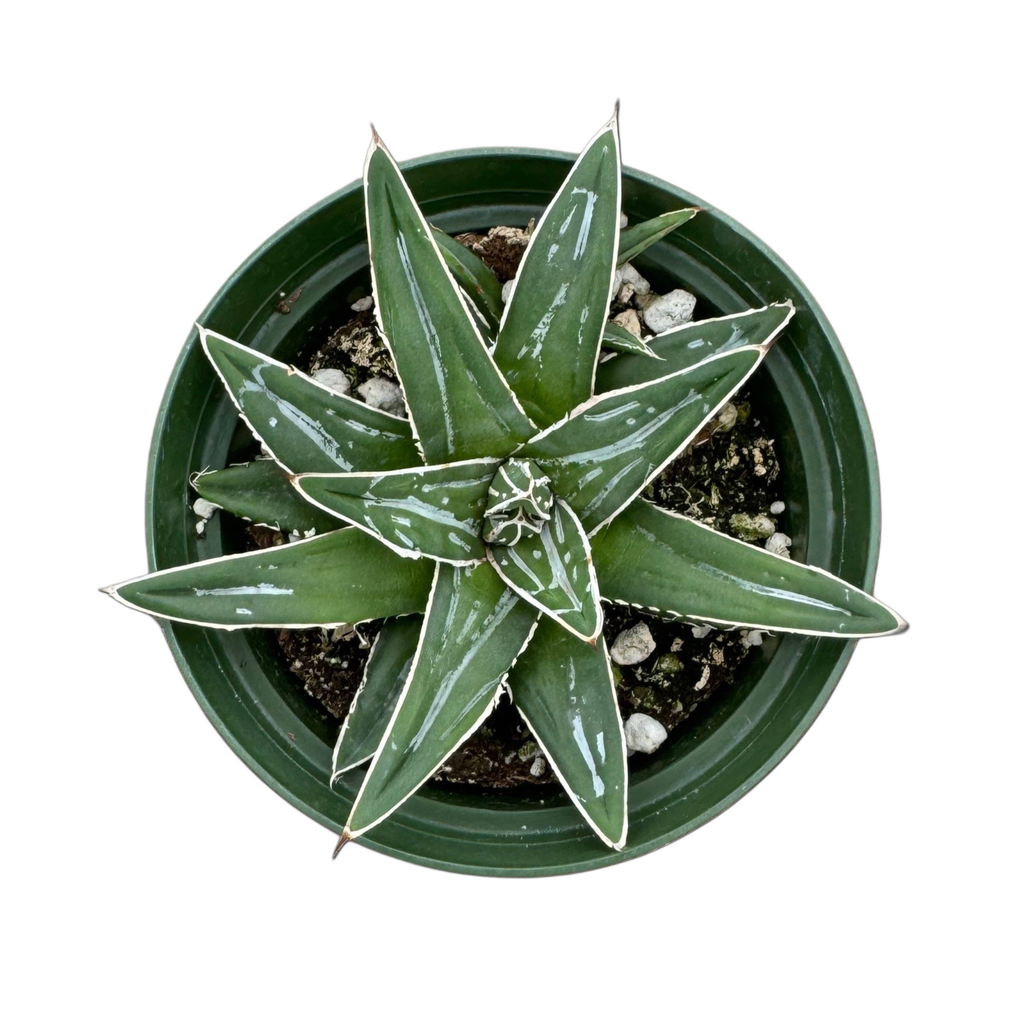 Succulent Wholesale - Wholesale Succulent - Queen Victoria Agave | 4 inch | Agave victoriae-reginae0