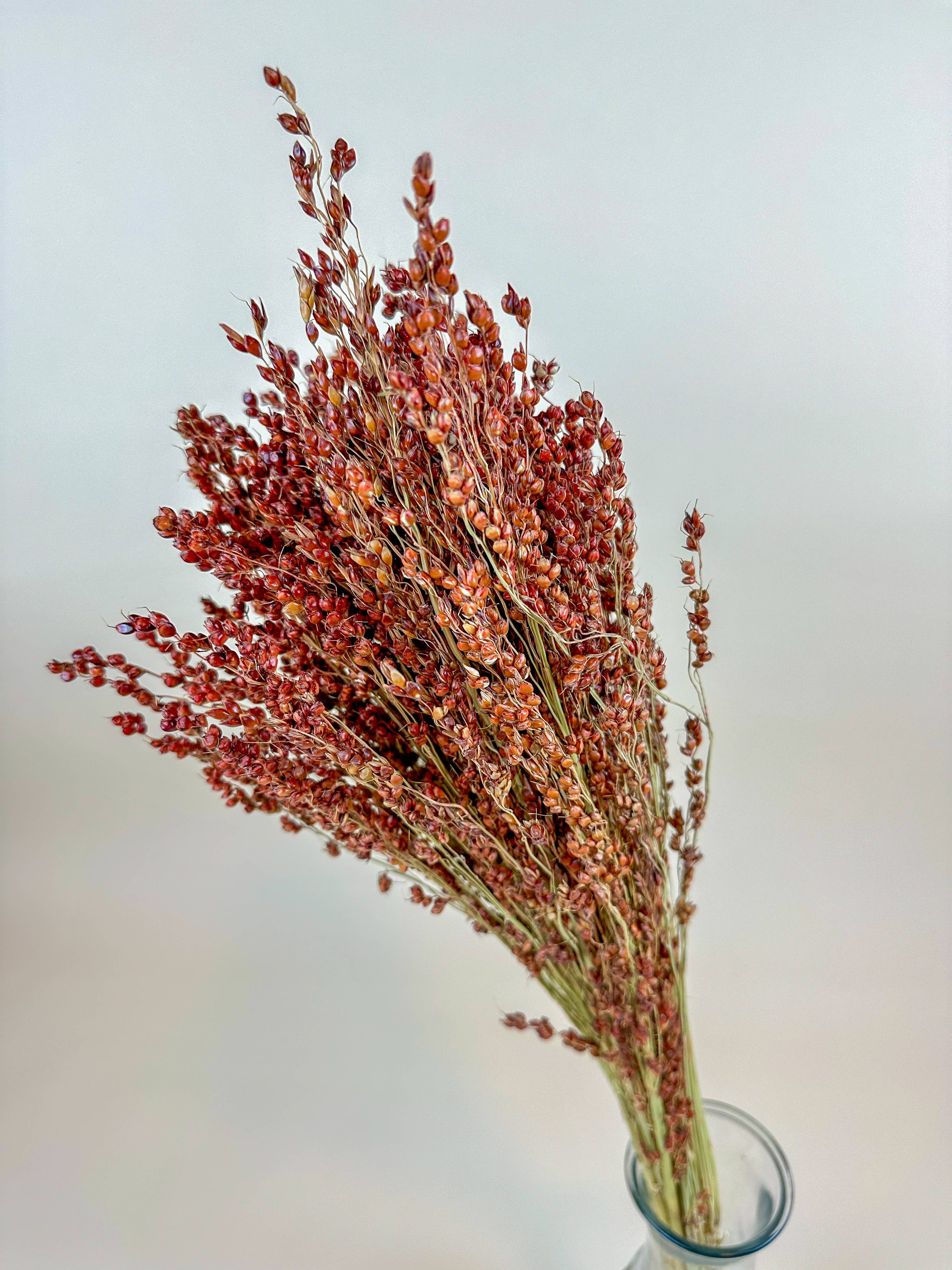 Lovejoy Farms Premium Dried Flowers - Wholesale Dried/Pressed Flowers - Red-Orange Broom Corn – Naturally Dried Fall Decor3