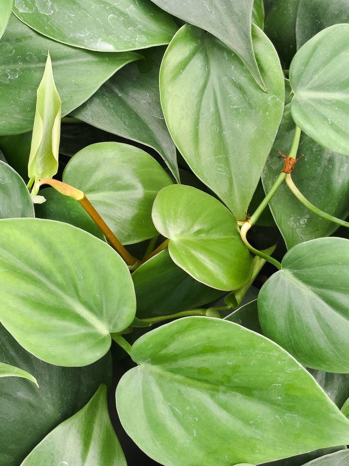 Heart Philodendron Plant Purifies the air for wholesale by UniqueMartandHome