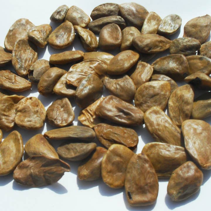 Akuamma Seed Company - Venta al por mayor Suplementos/vitaminas para beber - Cápsulas de semillas de Akuamma, extracto de Picralima nitida, proporción 20-14