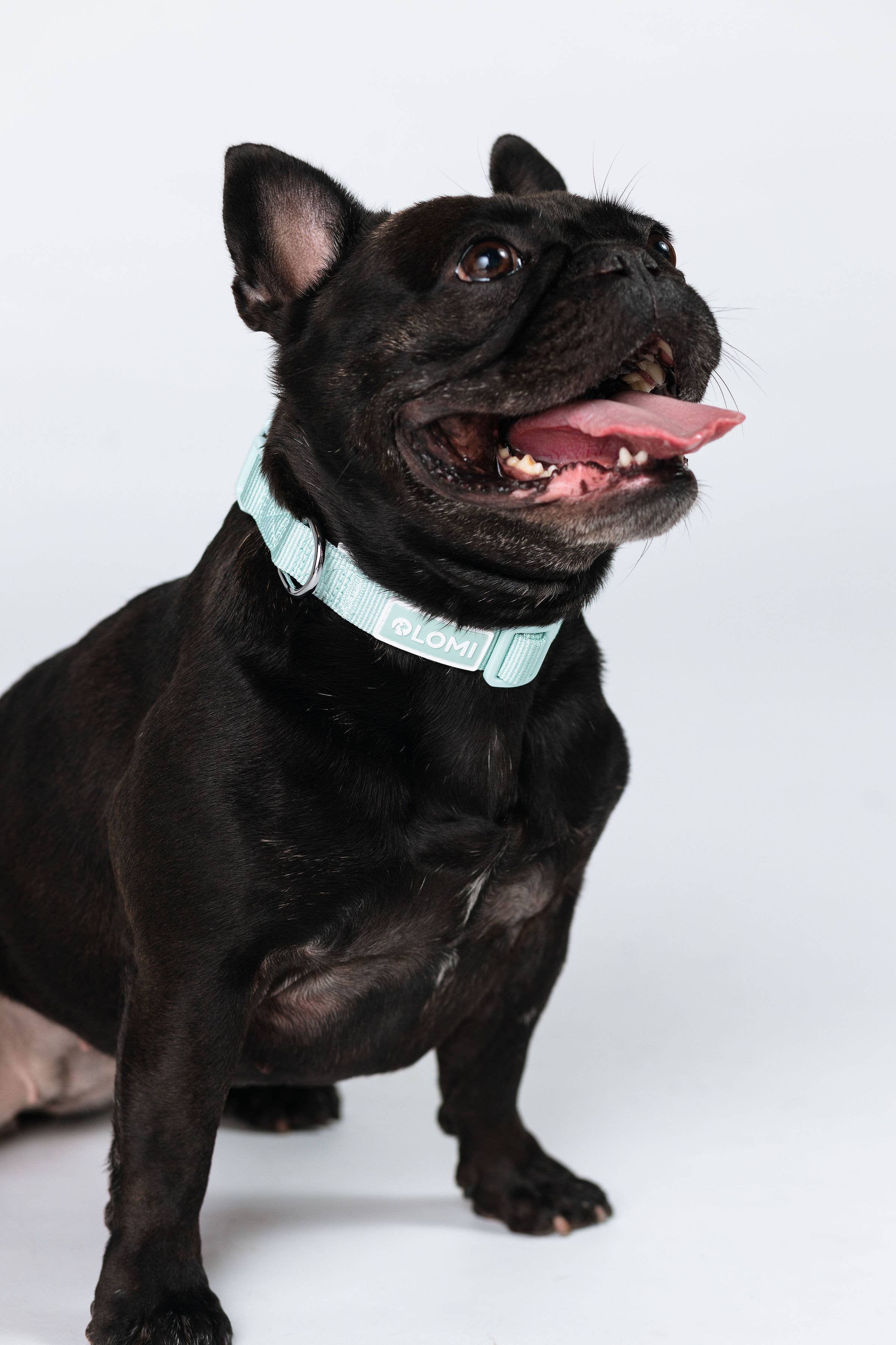 LOMI Pet Care - Wholesale Pet Collar - Dog - DOG COLLAR - ECO7