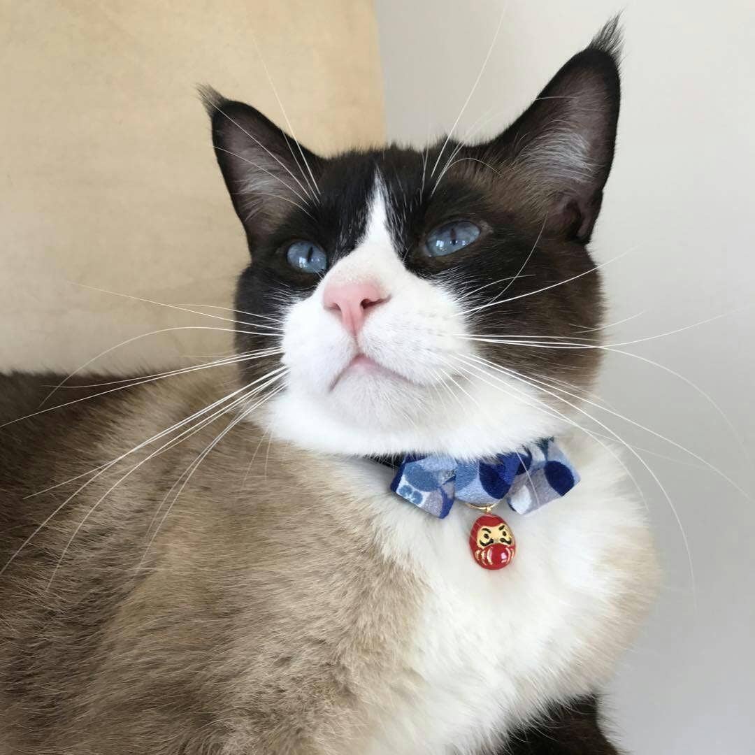 MOON-X USA, INC. – coleira - Gato por atacado – Gola de Gato Daruma Charm com Gravata Bow (Azul)6