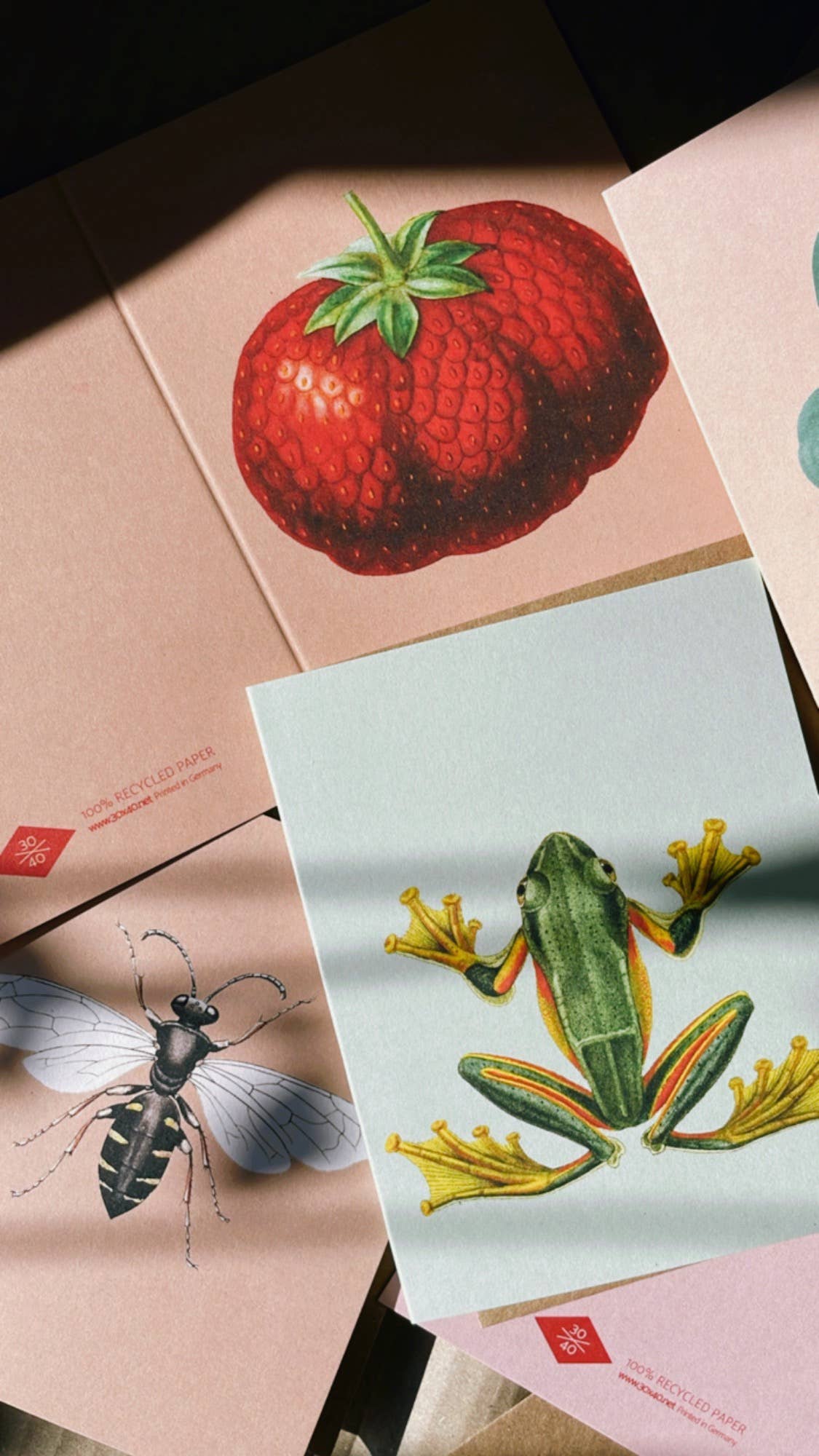 30x40 - Wholesale Everyday Greeting Card - Frog Mini Card1