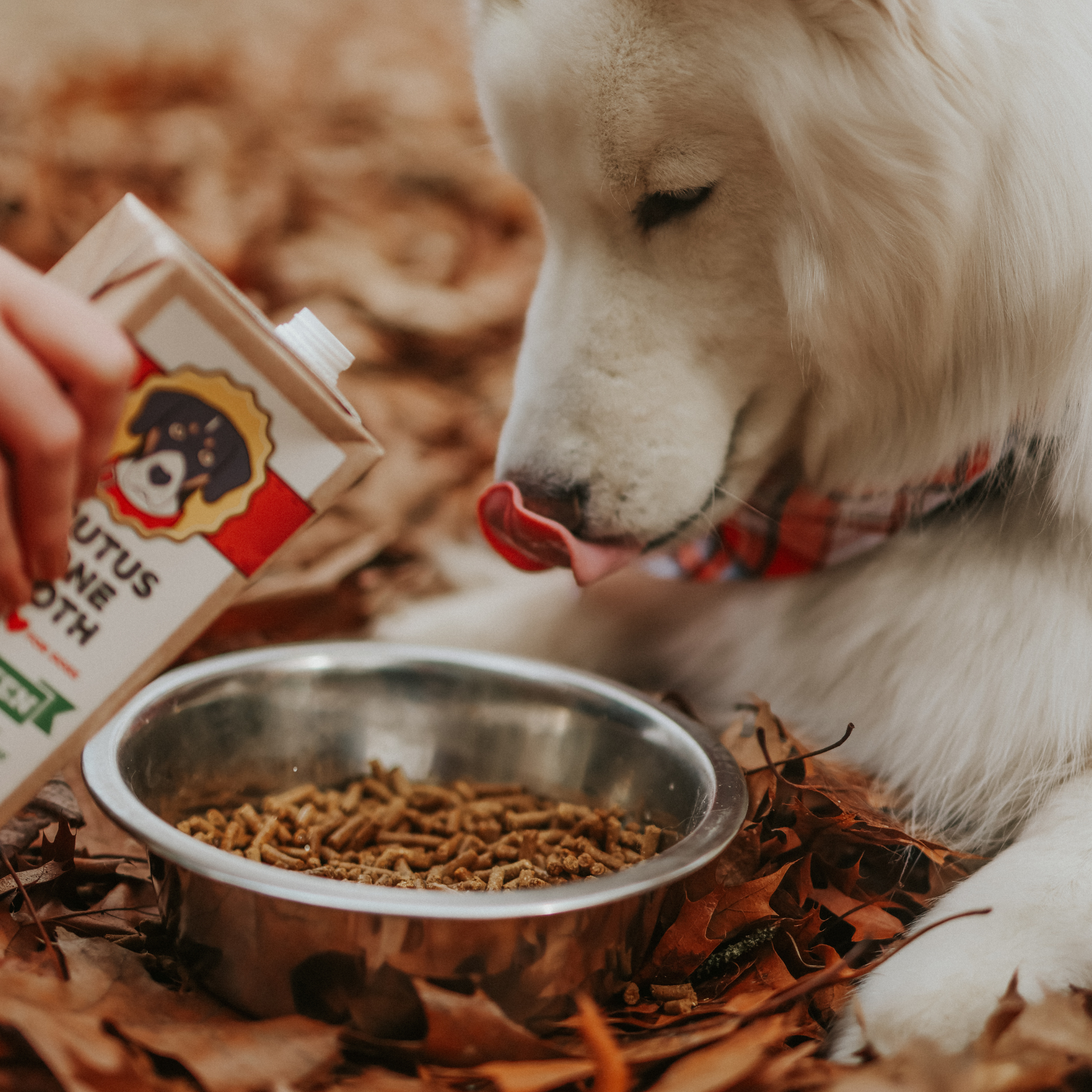 Brutus Broth - Wholesale Pet Food - Dog - Brutus Bone Broth - Chicken Flavor6