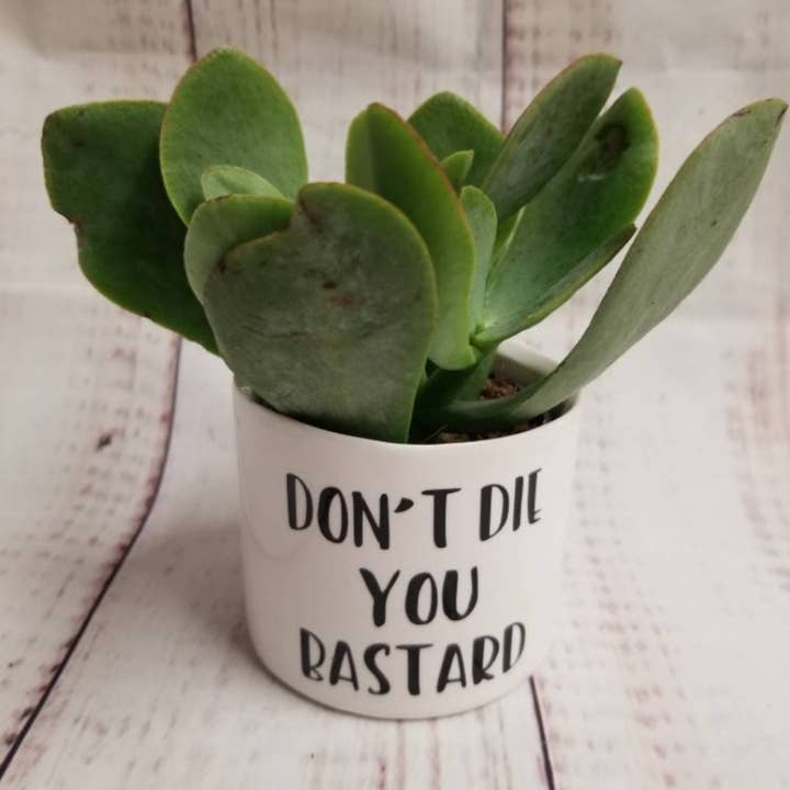 Blooms n rooms - Wholesale Plant Pot - Punny Plant Pot - Don't Die you Bastard (pack of 4)