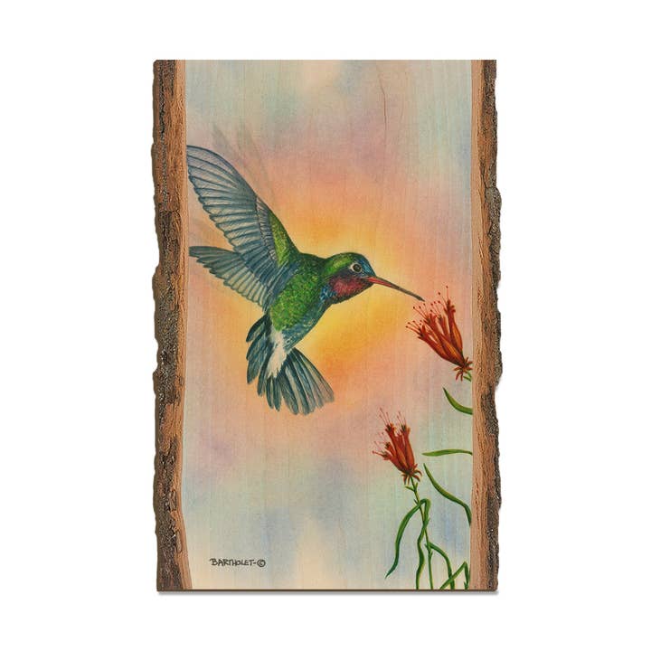 Broad Bill - Wood Magnets & Postcards for wholesale by DaydreamHQ