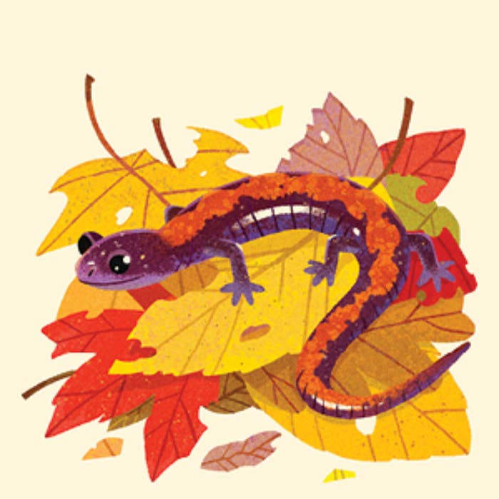 Penguin Random House LLC - Wholesale Brain Game - Kids - Animals of the NP Travel Match2