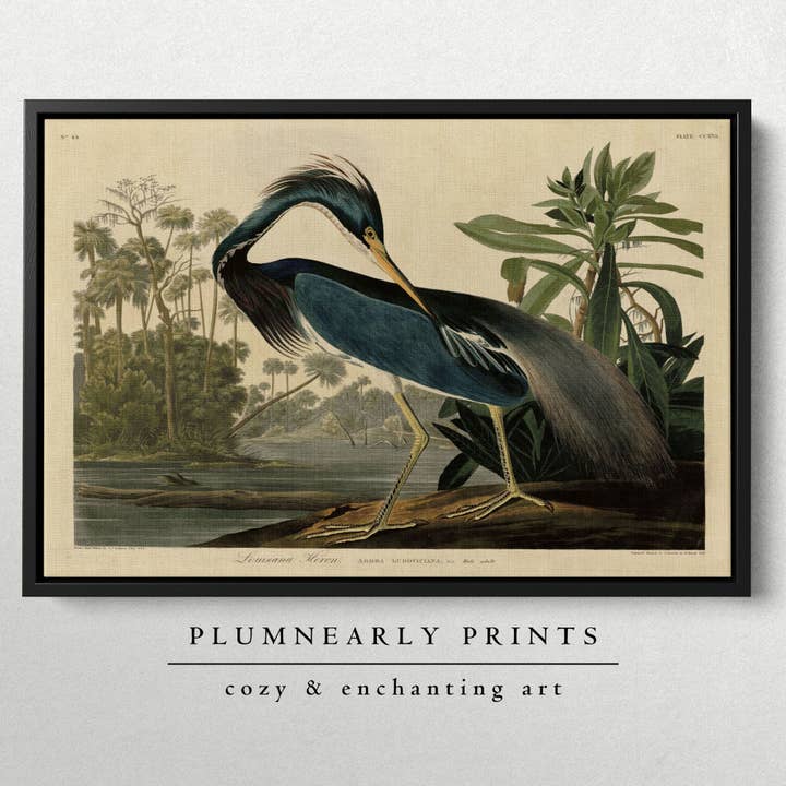 Plumnearly Prints - Wholesale Canvas Art - Louisiana Heron Audubon Illustration Framed Canvas Art 3