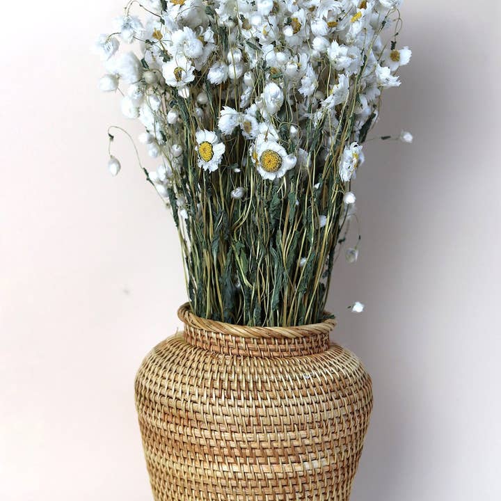 SUN AND DAY – Engroshandel Tørrede/pressede blomster – Tørrede tusindfryd