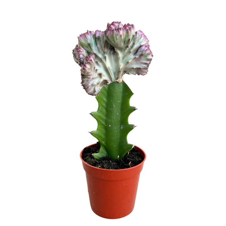 Flow State - Wholesale Live Plant - 3.25" Grafted Mermaid Tail Cactus – Live Houseplant