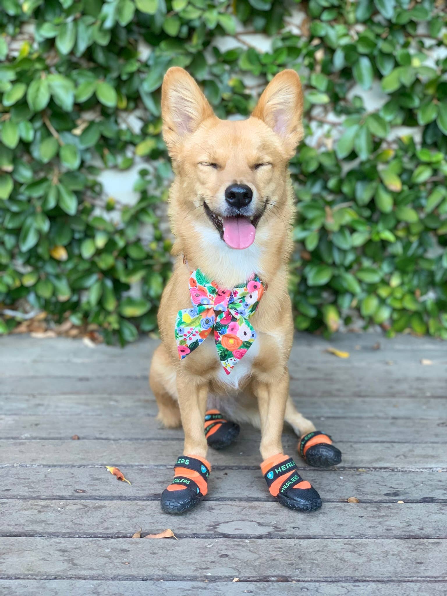 Healers PetCare – wholesale Pet paw protection – URBAN WALKERS III- TEAL13