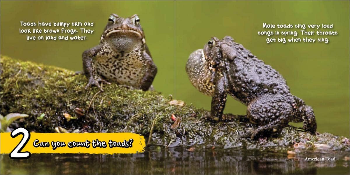 AdventureKEEN - Wholesale Preschool Book (3-5) - Can You Count the Critters?2