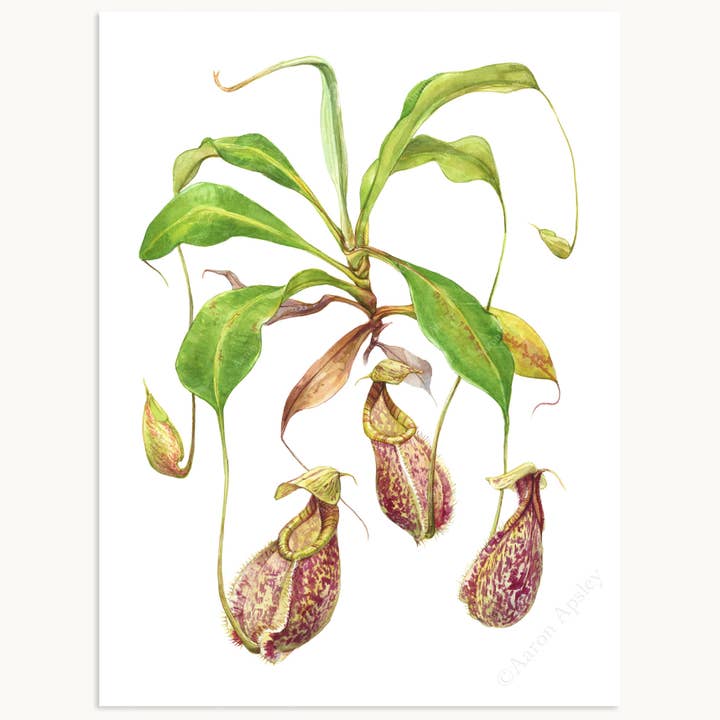 Impression de Nepenthes rafflesiana pour la vente par Aaron Apsley Artwork