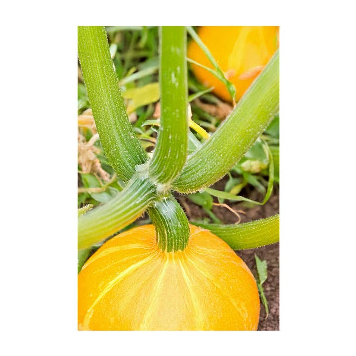 Chive - Wholesale Plant Seeds - 2026 Early Golden Crookneck Squash Vegetable Seeds Packet3