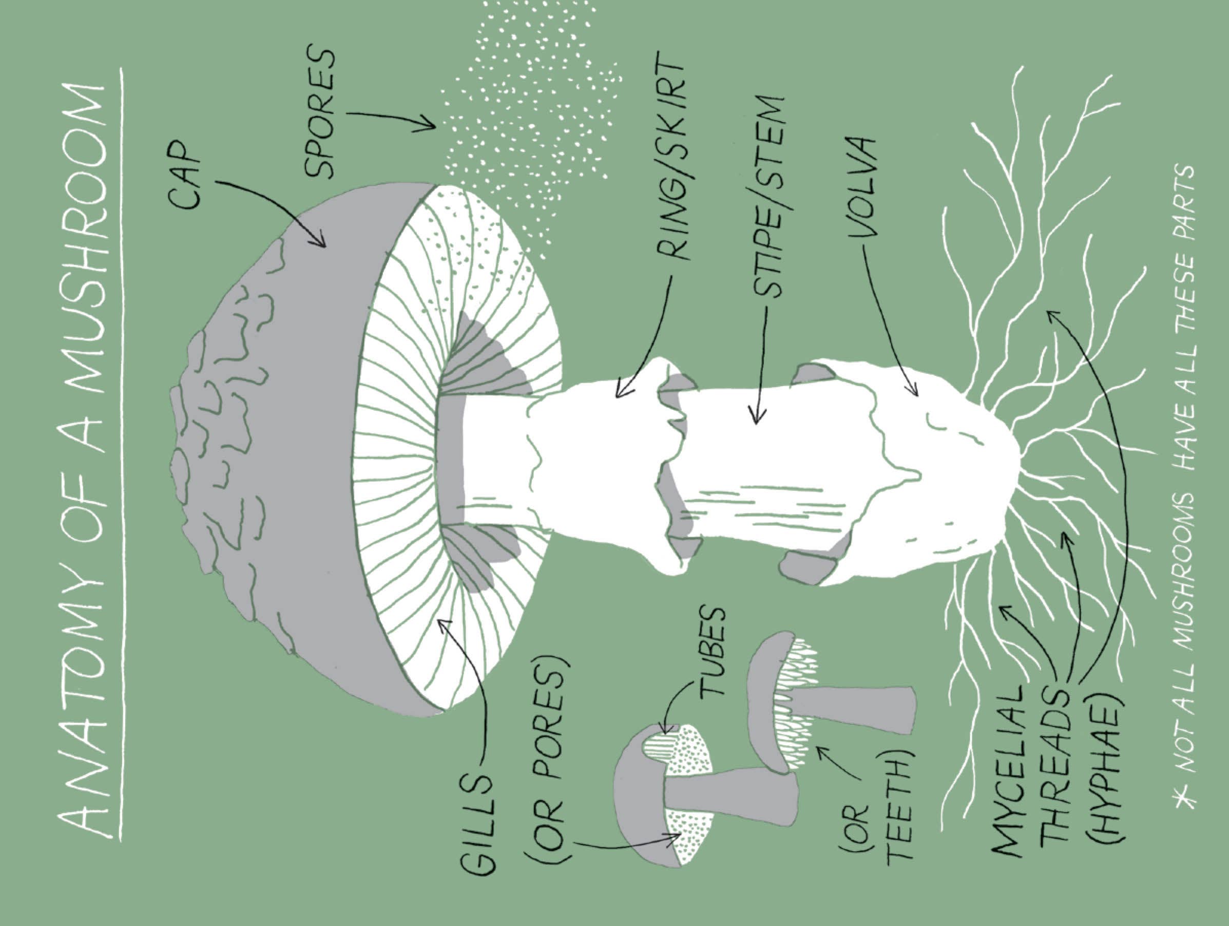 Chronicle Books - Wholesale Nature & Outdoors - Pocket Nature: Mushroom Hunting8
