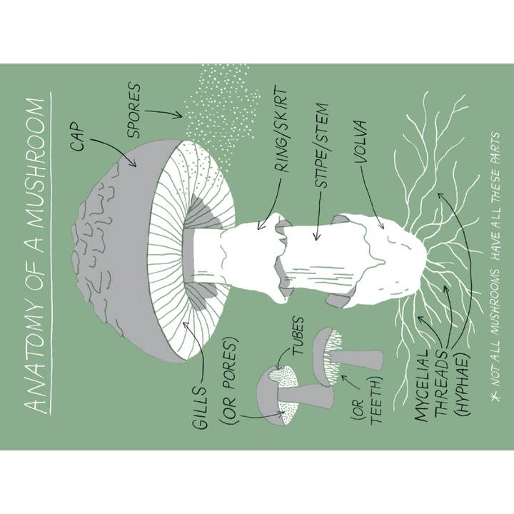 Chronicle Books - Wholesale Nature & Outdoors - Pocket Nature: Mushroom Hunting8