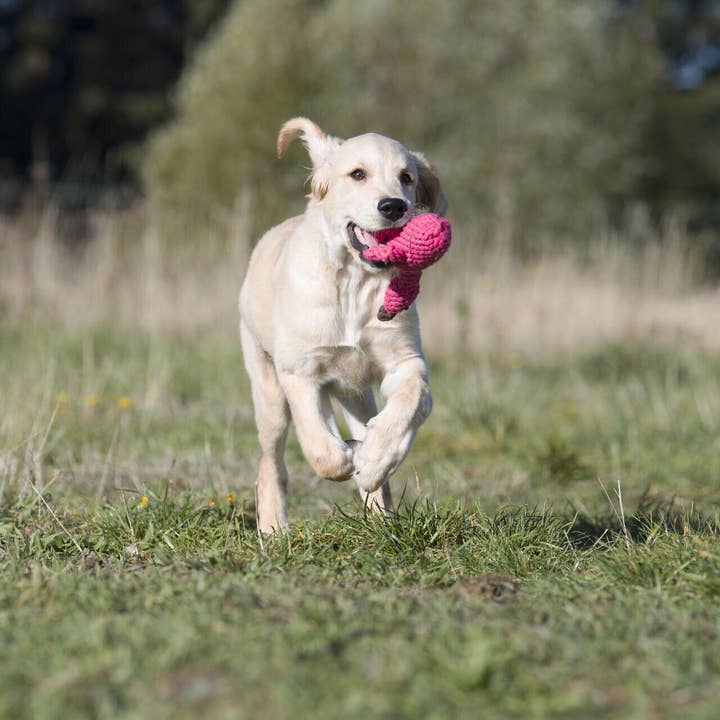 LABONI - Volentis GmbH - Wholesale Pet Chew Toy - Dog - FRANZI FLAMINGO – The Pink Play Star3
