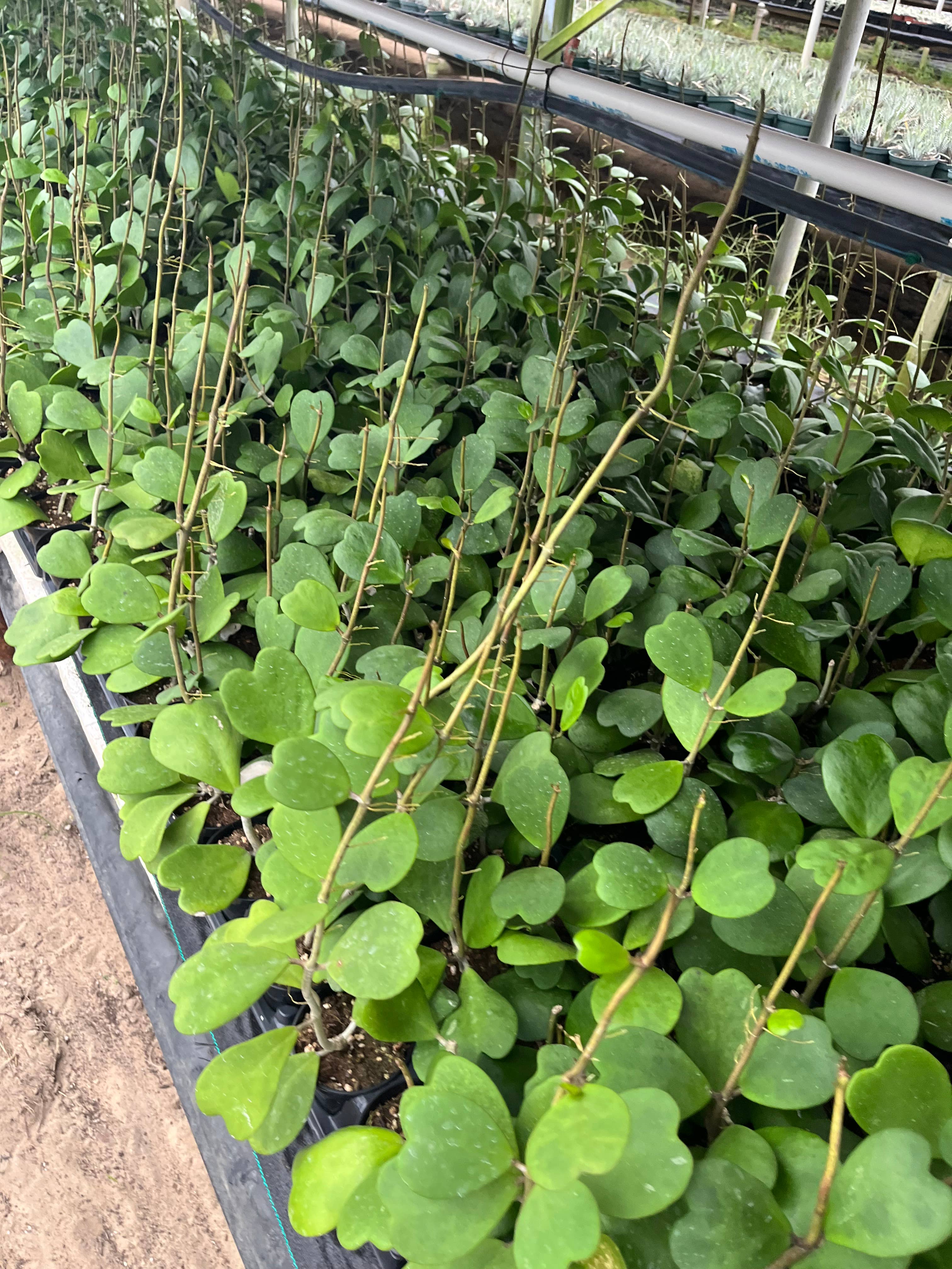 Succulents & Such, Inc. - Wholesale Live Plant - 4” Philodendron Heart Assortment7