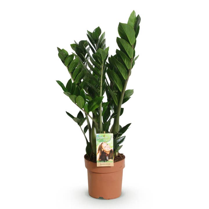 Zamioculcas – ZZ-plante 65-75cm – 17cm – Nem at passe mørkegrøn stueplante – Robust grøn plante til stue, kontor & soveværelse for engroshandel hos Oasis of Life