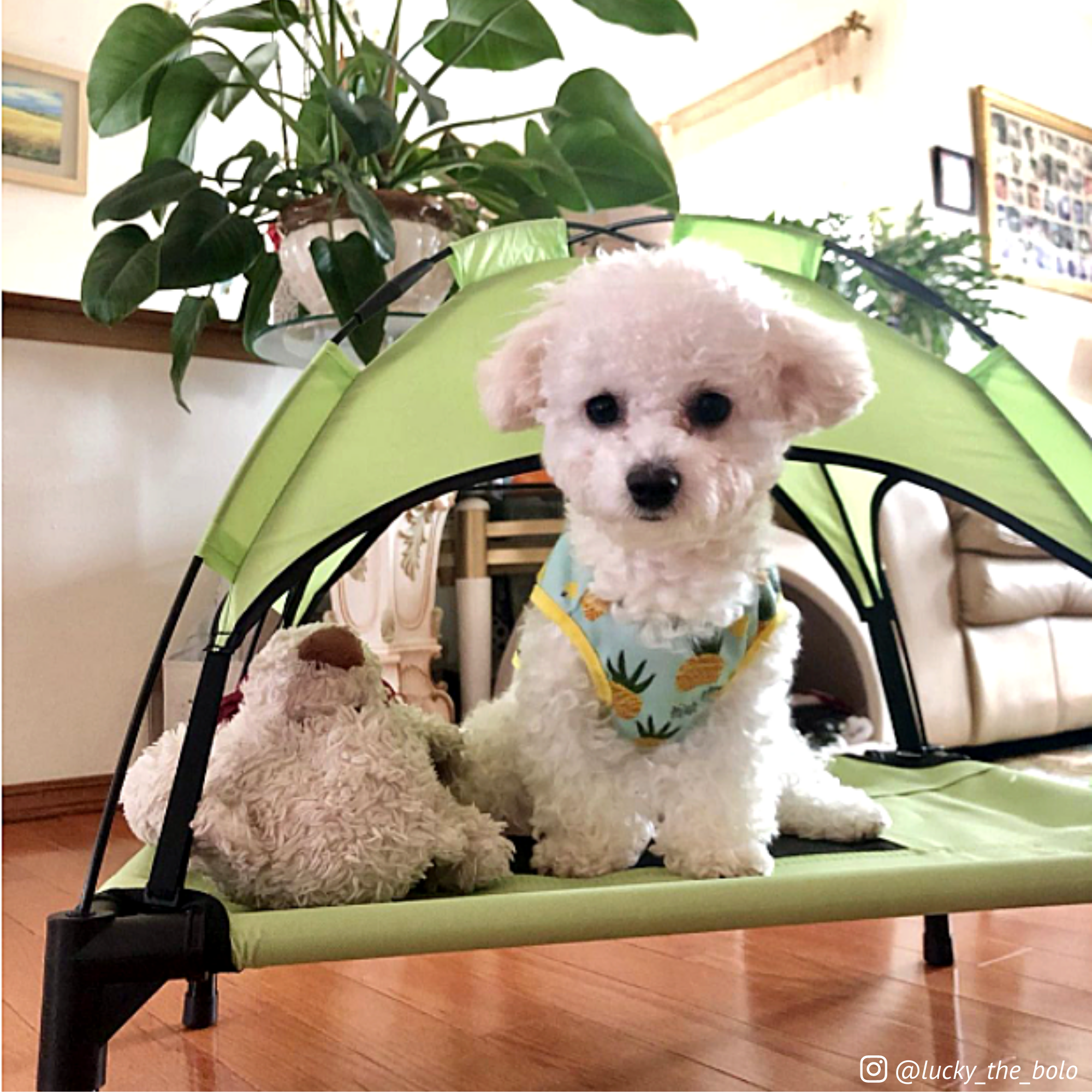 Midlee Designs - Vente Panier – chien - Lit surélevé pour chien Midlee avec auvent13