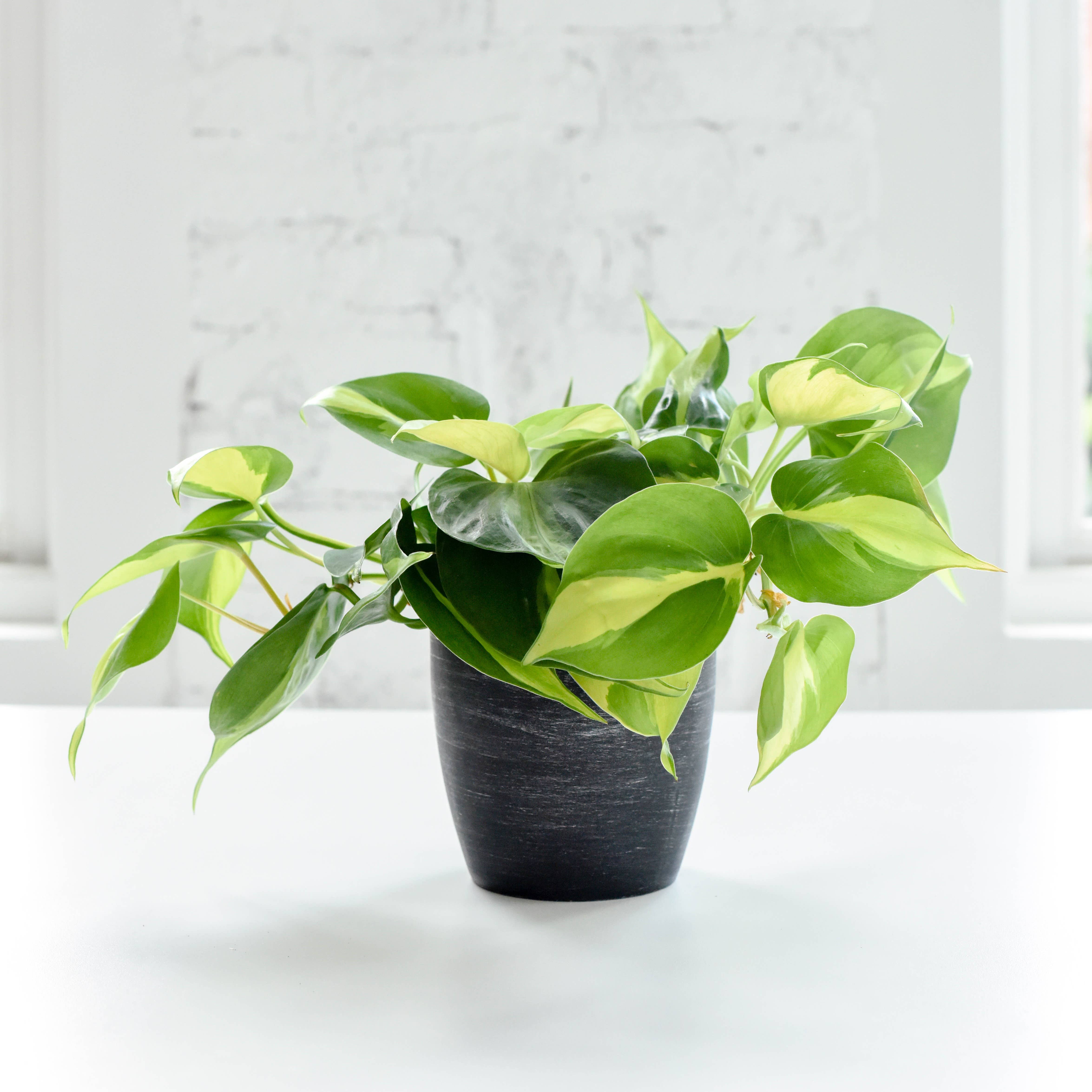 Thorsen's Greenhouse - Wholesale Plant Pot - 4" Decorative Pot Cover for Plants - Multiple Colors6