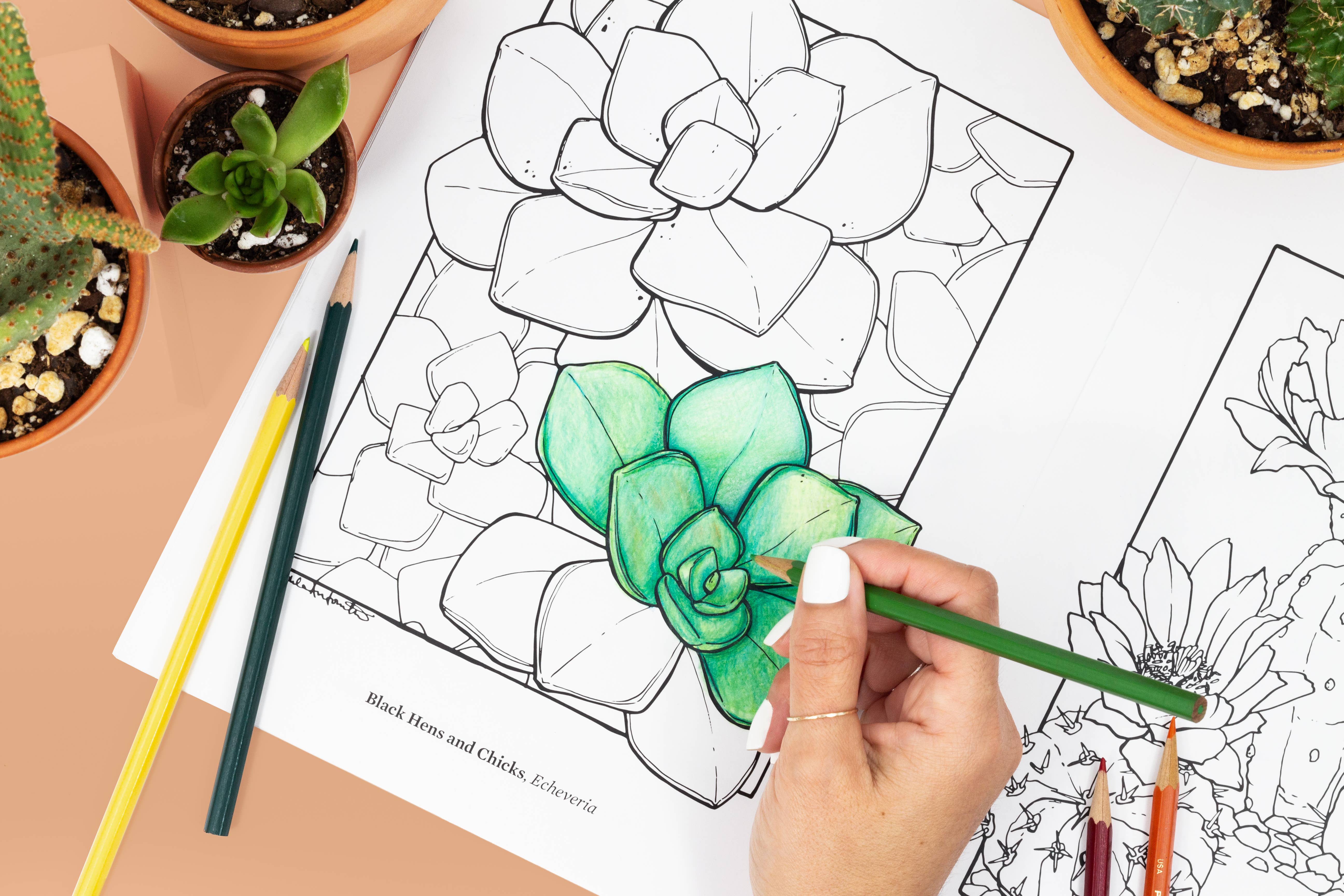 Cacti Oasis© - Wholesale Coloring & Activity Book - Adult - The Cacti Oasis© Coloring Book: Cacti & Succulents1