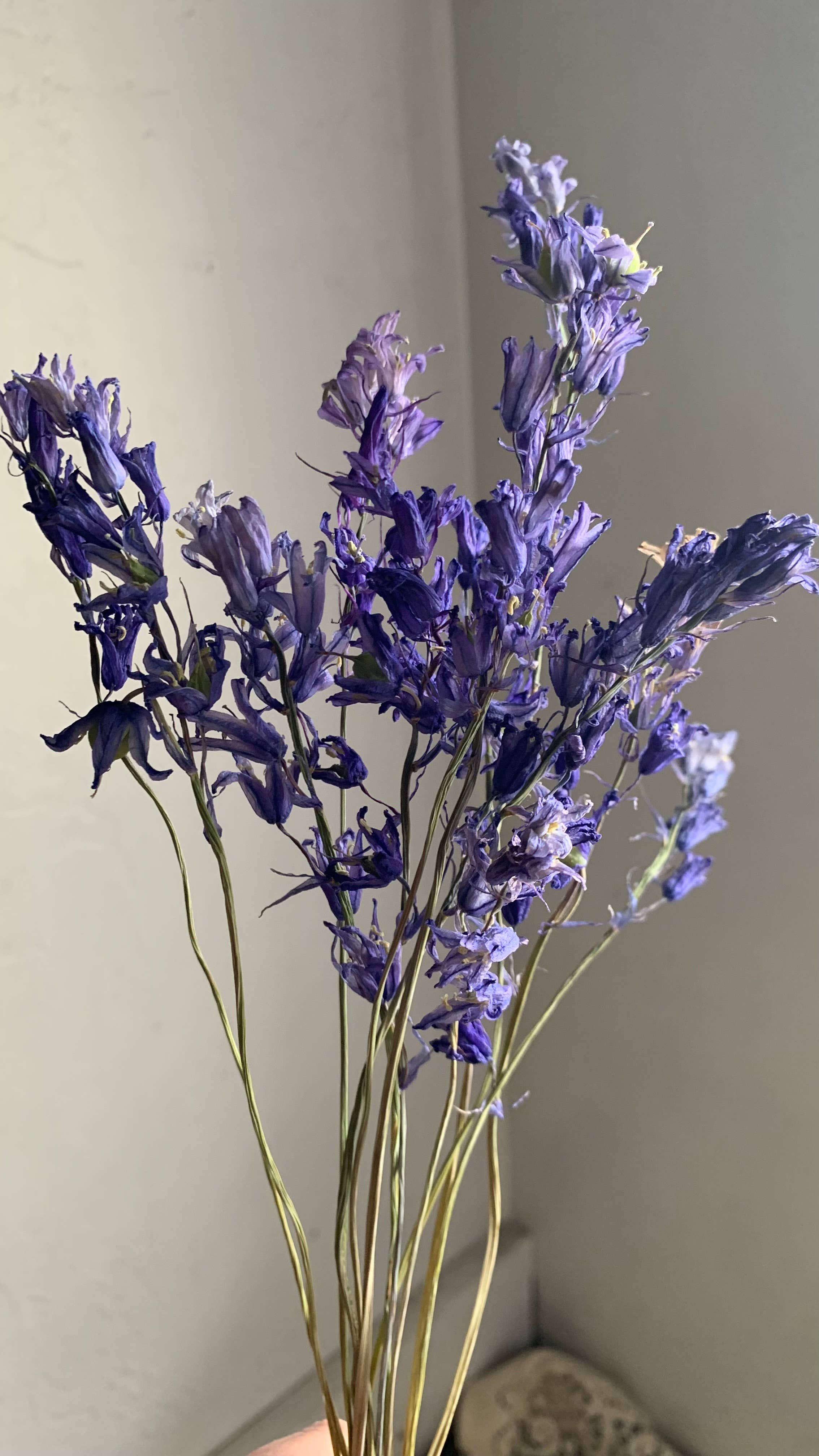Twig and Snip - Wholesale Dried/Pressed Flowers - Dried Spanish Bluebells- Indigo Blue color