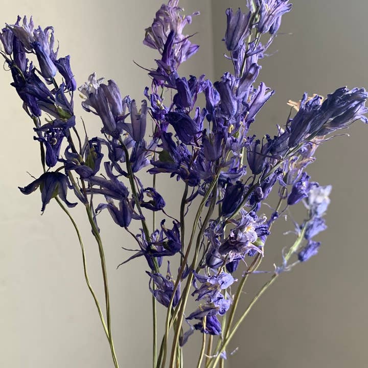 Twig and Snip - Wholesale Dried/Pressed Flowers - Dried Spanish Bluebells- Indigo Blue color0