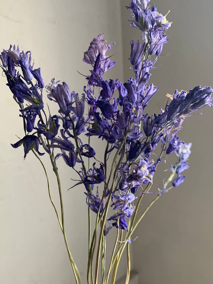 Dried Spanish Bluebells- Indigo Blue color for wholesale by Twig and Snip