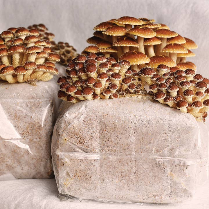 Planet Mushrooms - Wholesale DIY Food Kit - Chestnut Mushroom Grow Kit3