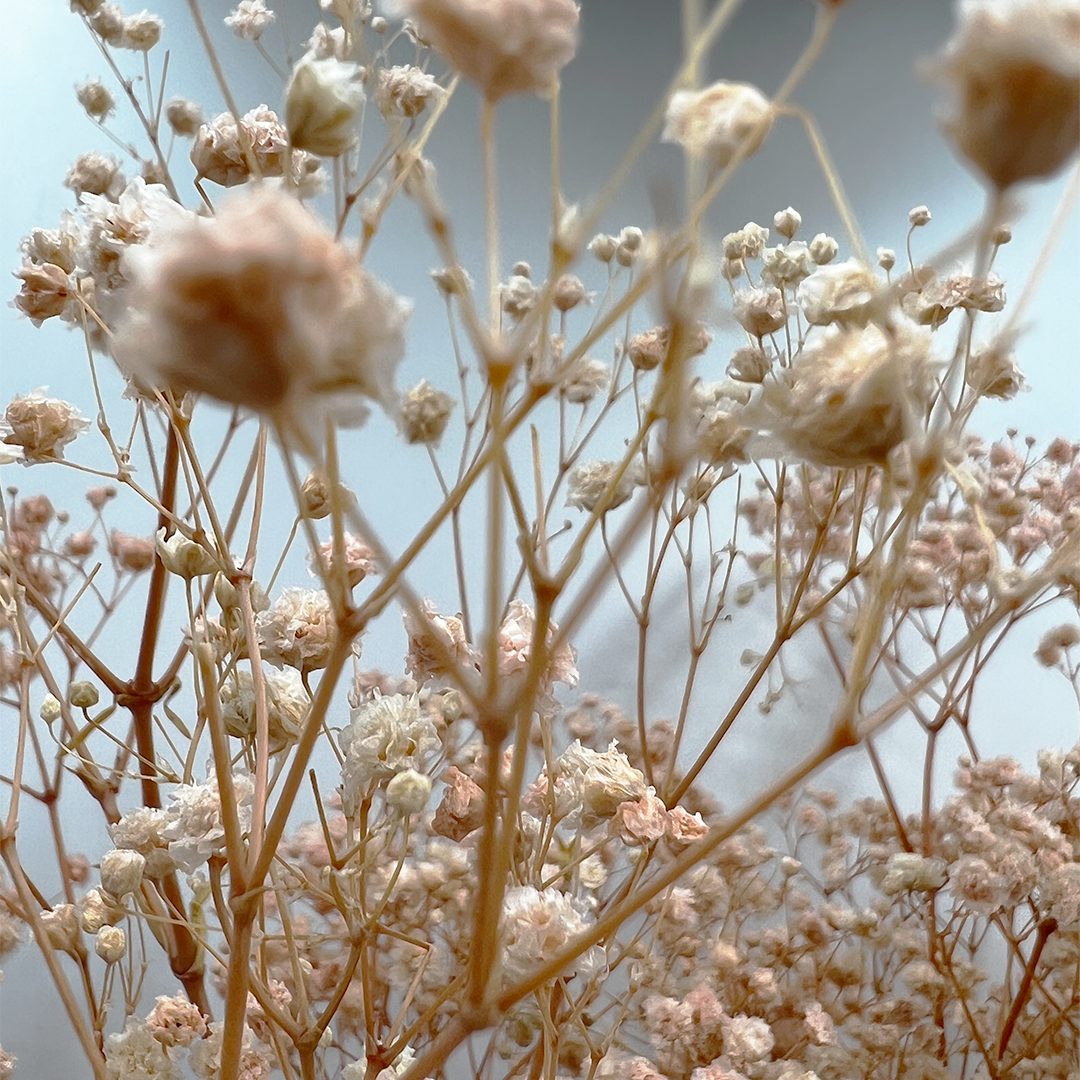 2626 Designs - Wholesale Dried/Pressed Flowers - Preserved Gypsophila, Baby's Breath,24" long15