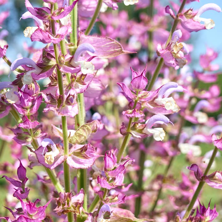 Natural Wholesale - Wholesale Essential Oil - Clary Sage Essential Oil