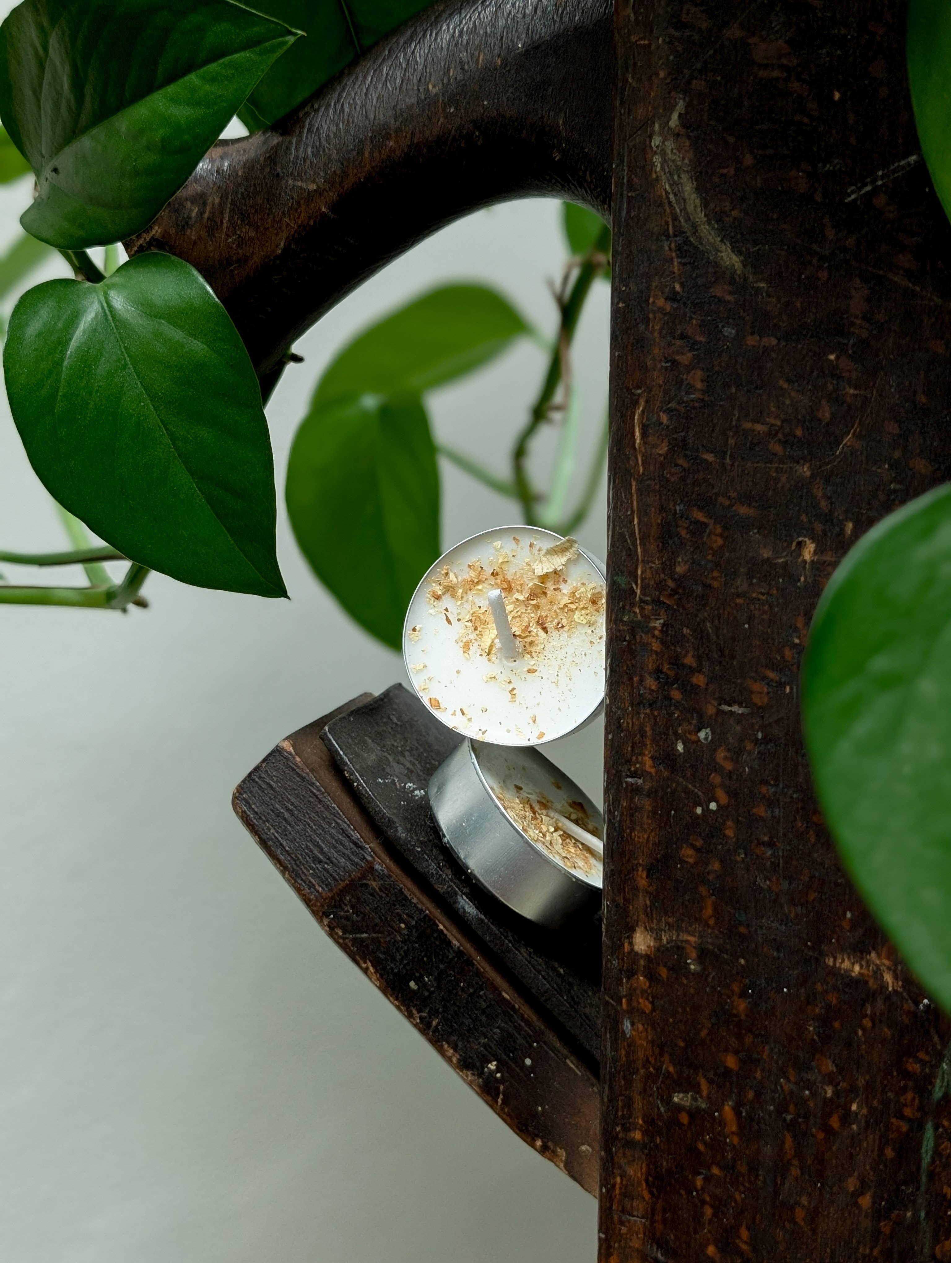 Banksia Botanicals - Wholesale Tea Light Candles - Vanilla Soy Wax Tea Lights1