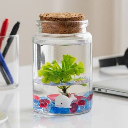 Spoon-leaved Sundew, Drosera Spatulata, Sticky Flypaper 2.0 for wholesale by bloomify