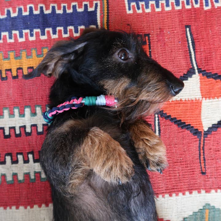 My Bob - Vendita all'ingrosso Collare - Cani - Collare per cani TARZAN Macramè1