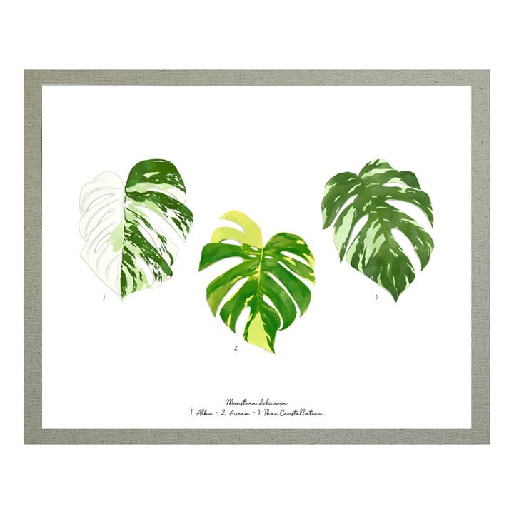 Broget Monstera deliciosa Print for engroshandel hos Tiki Tyrant Art