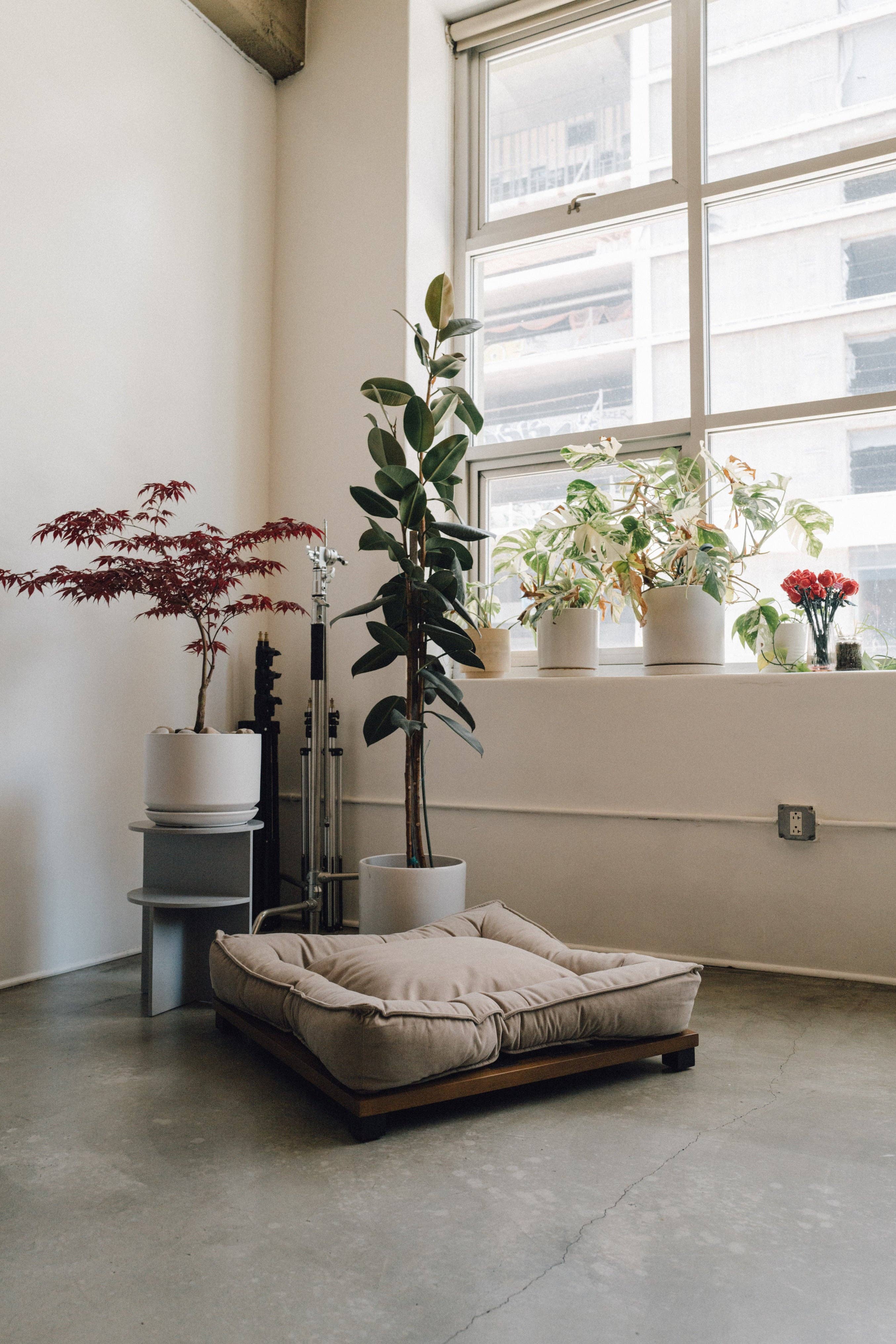 WHISKERHAUS LLC – Engroshandel Seng - Kat/hund – WHISKERHAUS Premium Moderne Luksus Katte- og Hundeseng - HARLOW2