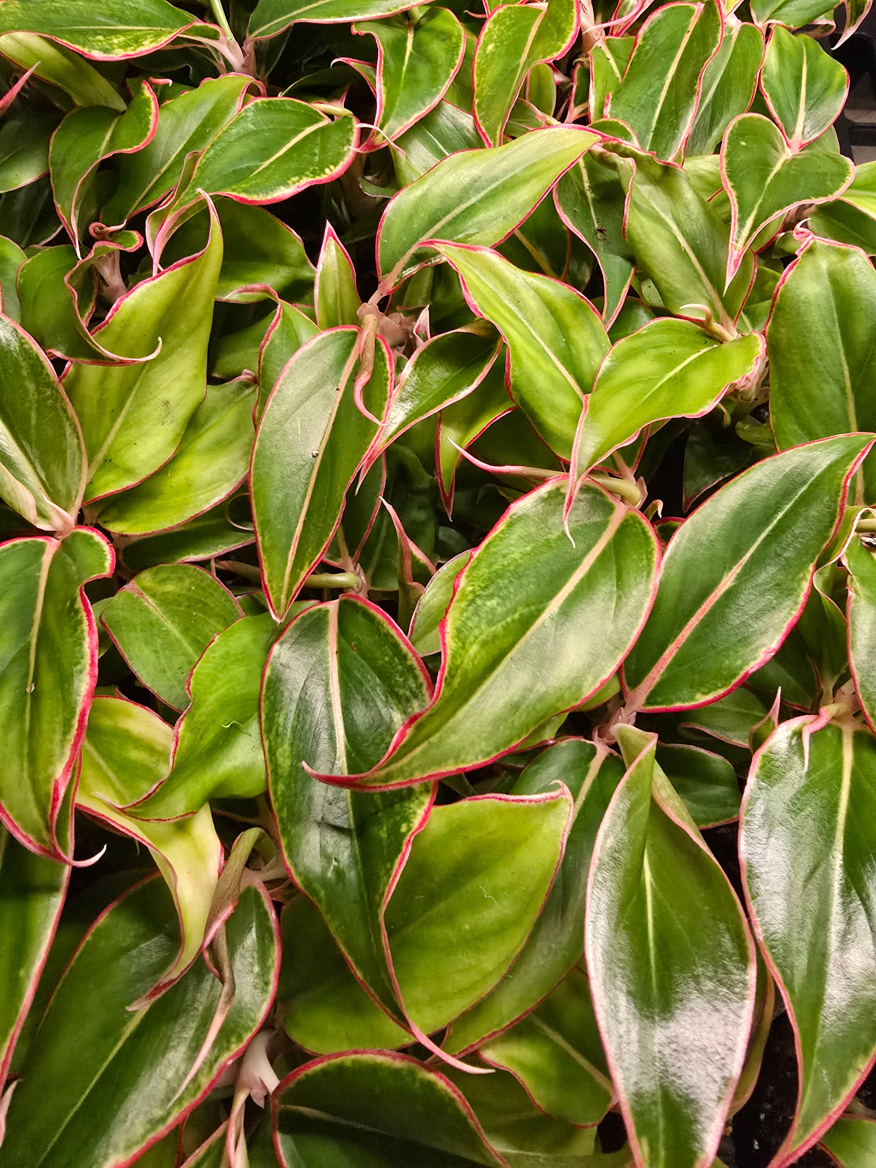 Dick's Sticks and Exotics - Wholesale Live Plant - Growers Choice Mega Mix. Unpotted. 13