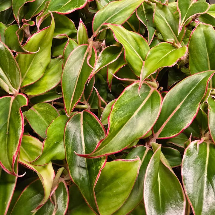 Dick's Sticks and Exotics - Wholesale Live Plant - Growers Choice Mega Mix. Unpotted. 13