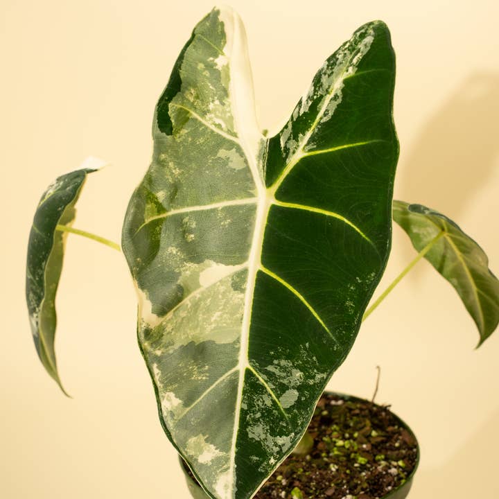 BWH Plant Co - Wholesale Live Plant - 6" Variegated Alocasia 'Frydek'6